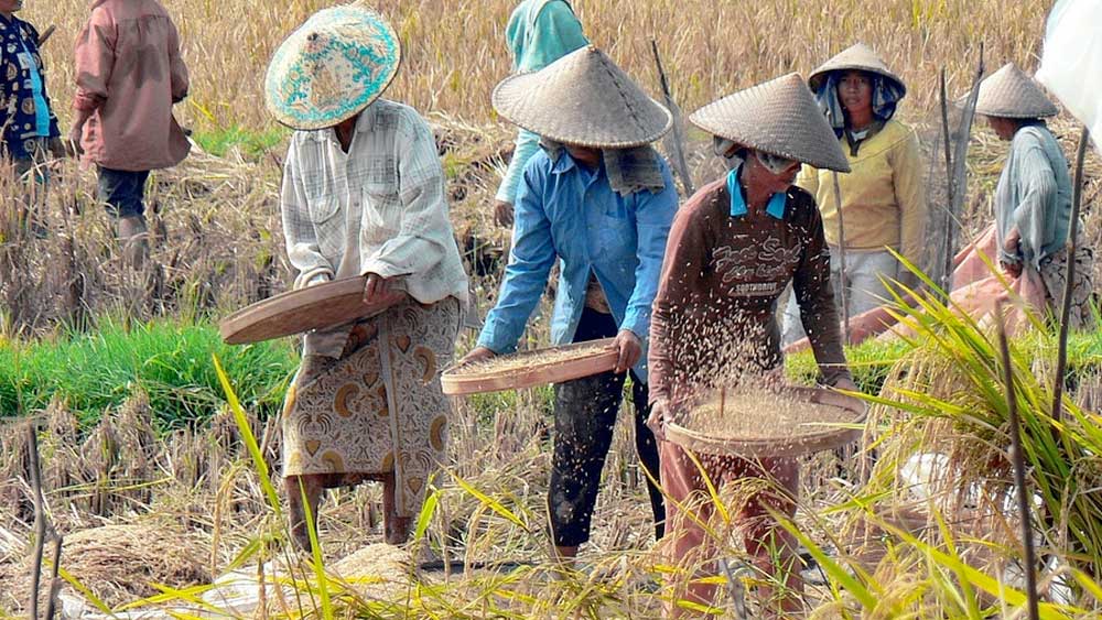 Melihat Petani Memanen Tanaman Padi