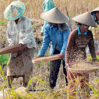 Melihat Petani Memanen Tanaman Padi